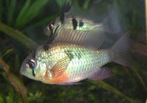 13+ Bolivian Ram Size Pics