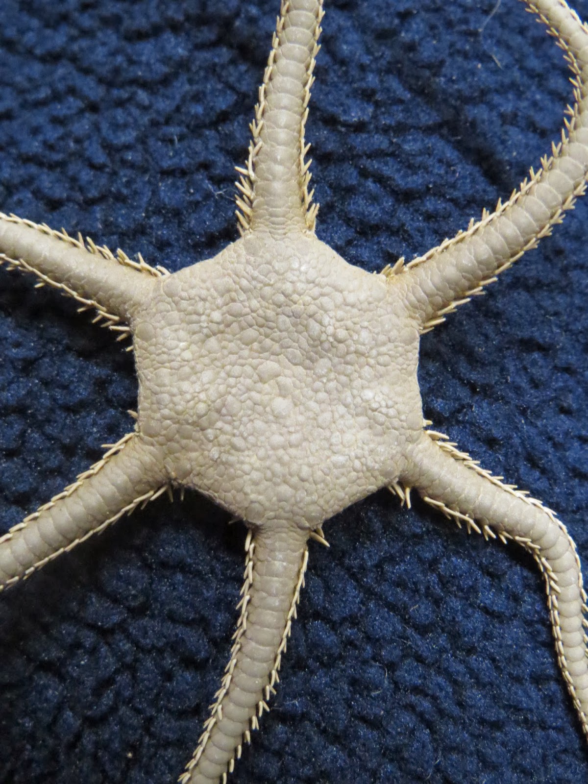 The Echinoblog Treasures of Paris 2013 Brittle Stars Le_Museum!