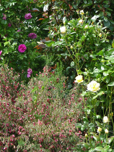 Temps De Jardin Vert Creme Et Rouge La Palette Du Photinia