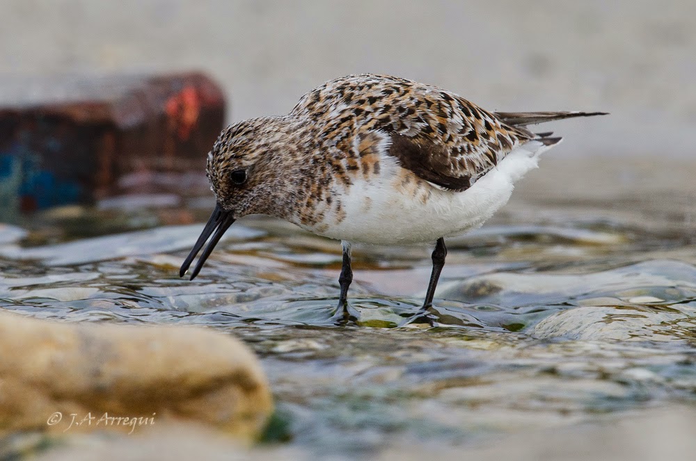Correlimos tridactilo, Calidris alba, Sanderling Correlimos tridactilo, Calidris alba, Sanderling