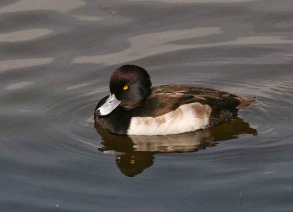 浜北 里山と人といきものビオトープ 向かい風
