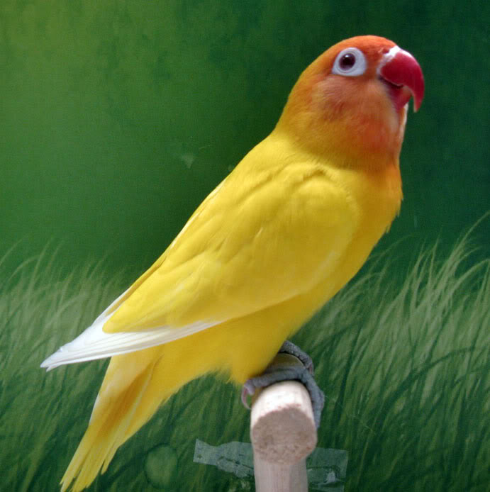 Mengenal Burung Love BirdSaung Bird | Burung Kicauan