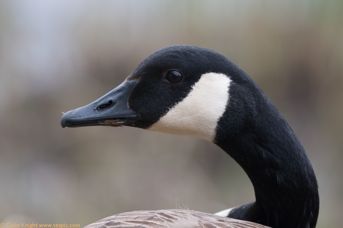 Postcards from Sussex Pied and Grey Wagtails