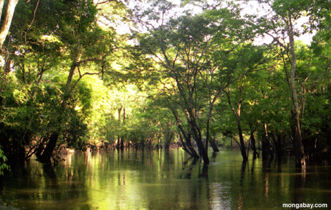 flooded Forest