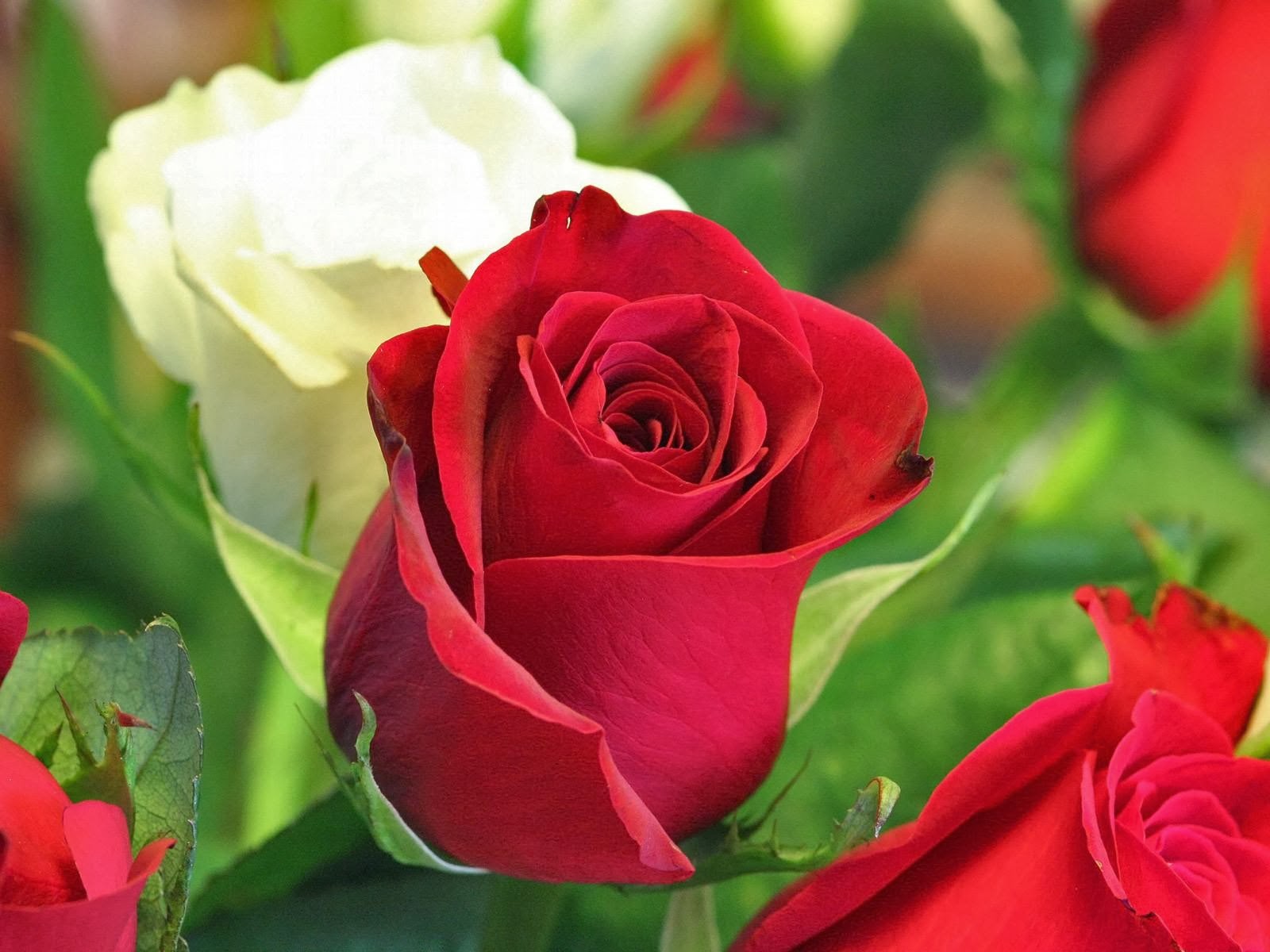 happy new year wallpapers happy new year flower 2015 happy new year wallpapers happy new year flower 2015