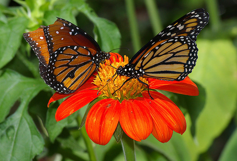 pics of butterflies. of butterfly numbers began