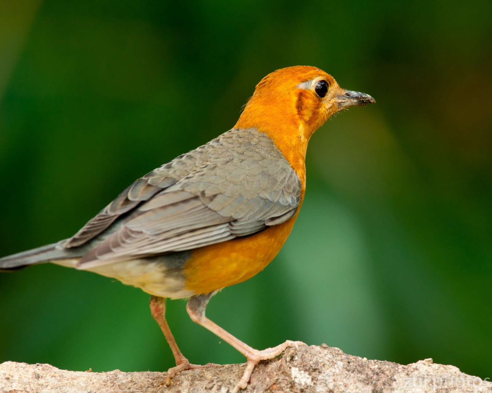 zul ya birds of peninsular malaysia orange headed thrush zul ya birds of peninsular malaysia orange headed thrush