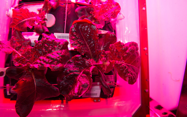 A alface vermelha foi cultivada em uma caixa especial de crescimento de plantas chamada Veg-01