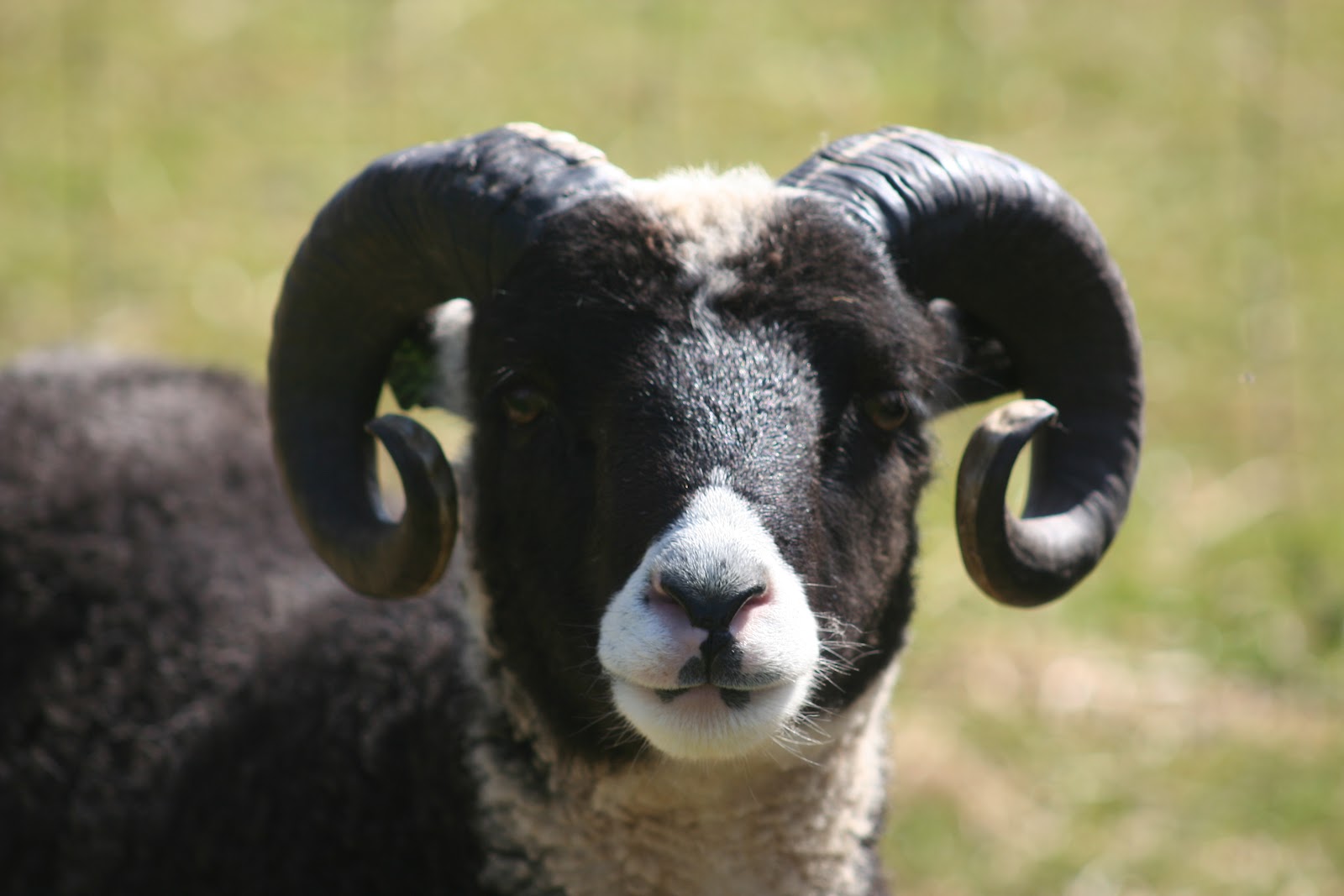 Mapleton Farm Sales List Sheep for Sale