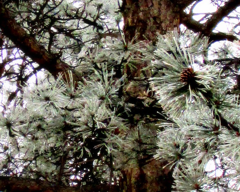 Frosted Pines