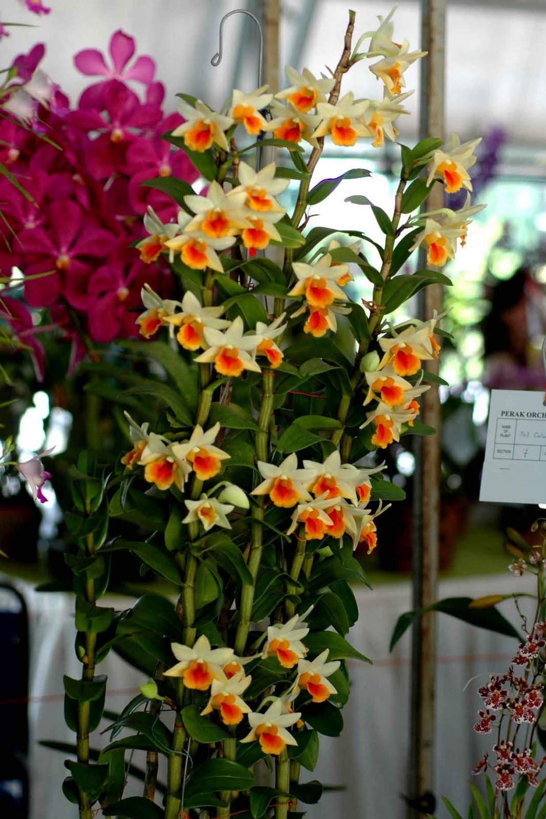 Perak Orchid Society 1st Perak International Orchid Fiesta Batu Gajah