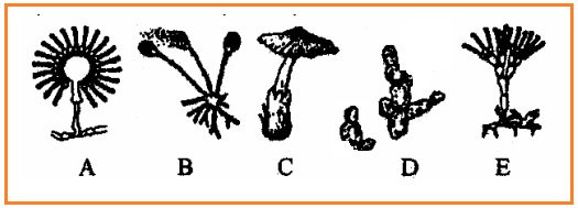 BIOLOGI GONZAGA UJIAN JAMUR