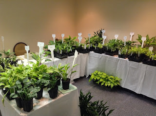 Future Plants By Randy Stewart Weigela