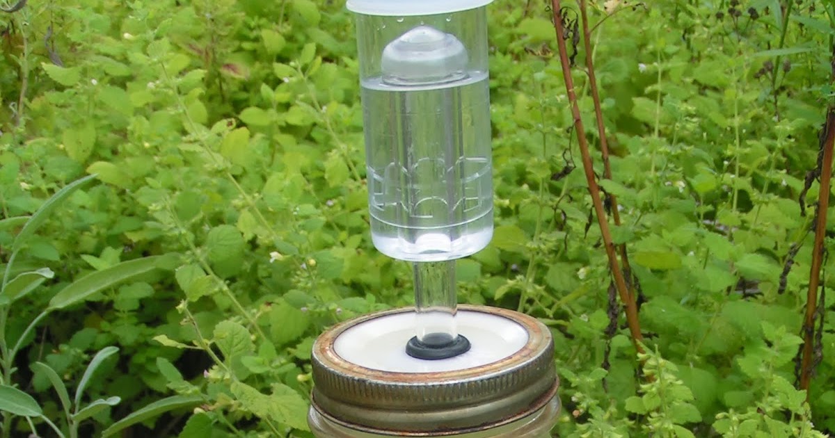 Blue Viola Farm Fermenting garlic and making airlock fermenting jars