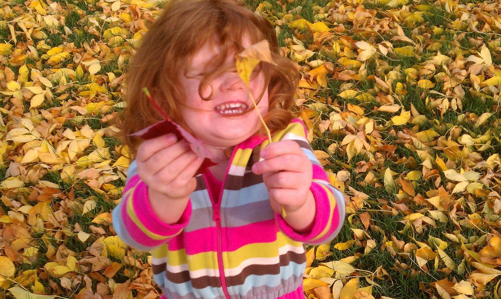 It's a Long Story: Day 16: Red Leaf, Yellow Leaf