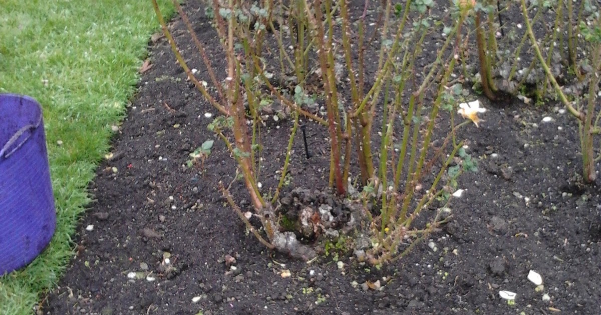 Sabrina S Apprentice Diary Rose Pruning