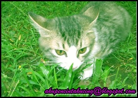 Akupecintakucing November 2011