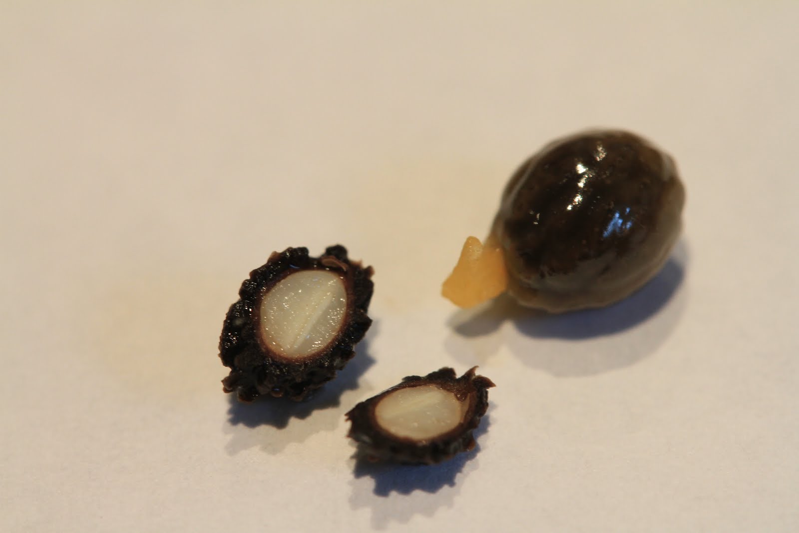 TravelMarx Binomen Art Carica papaya