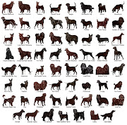 Dogs breeds dogs breeds