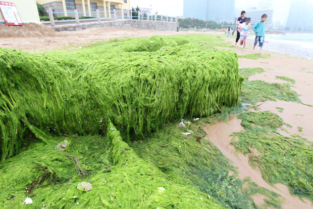 பாசிக்குள் என்னதான் செய்கிறார்கள். Algae+In+China+rocks-covered