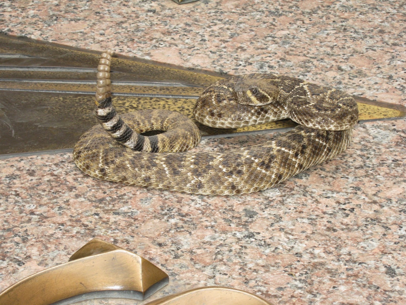 Adventures Sweetwater Jaycees Rattlesnake Roundup Day, Feb. 2, 2015