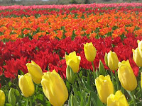 Tulipán, una flor con historia . campo de tulipames