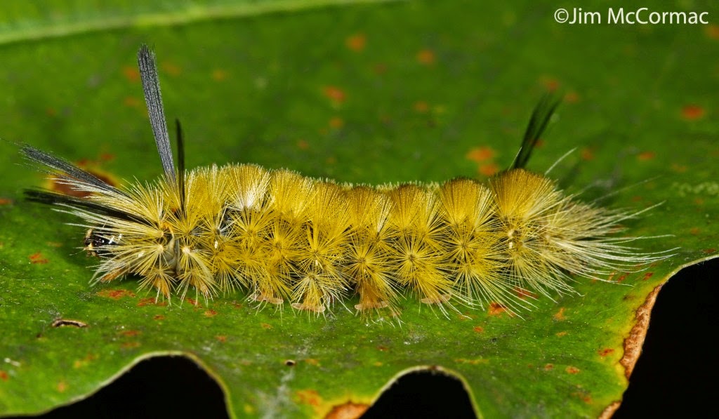 Ohio Birds and Biodiversity Sycamore Tussock Moth caterpillars