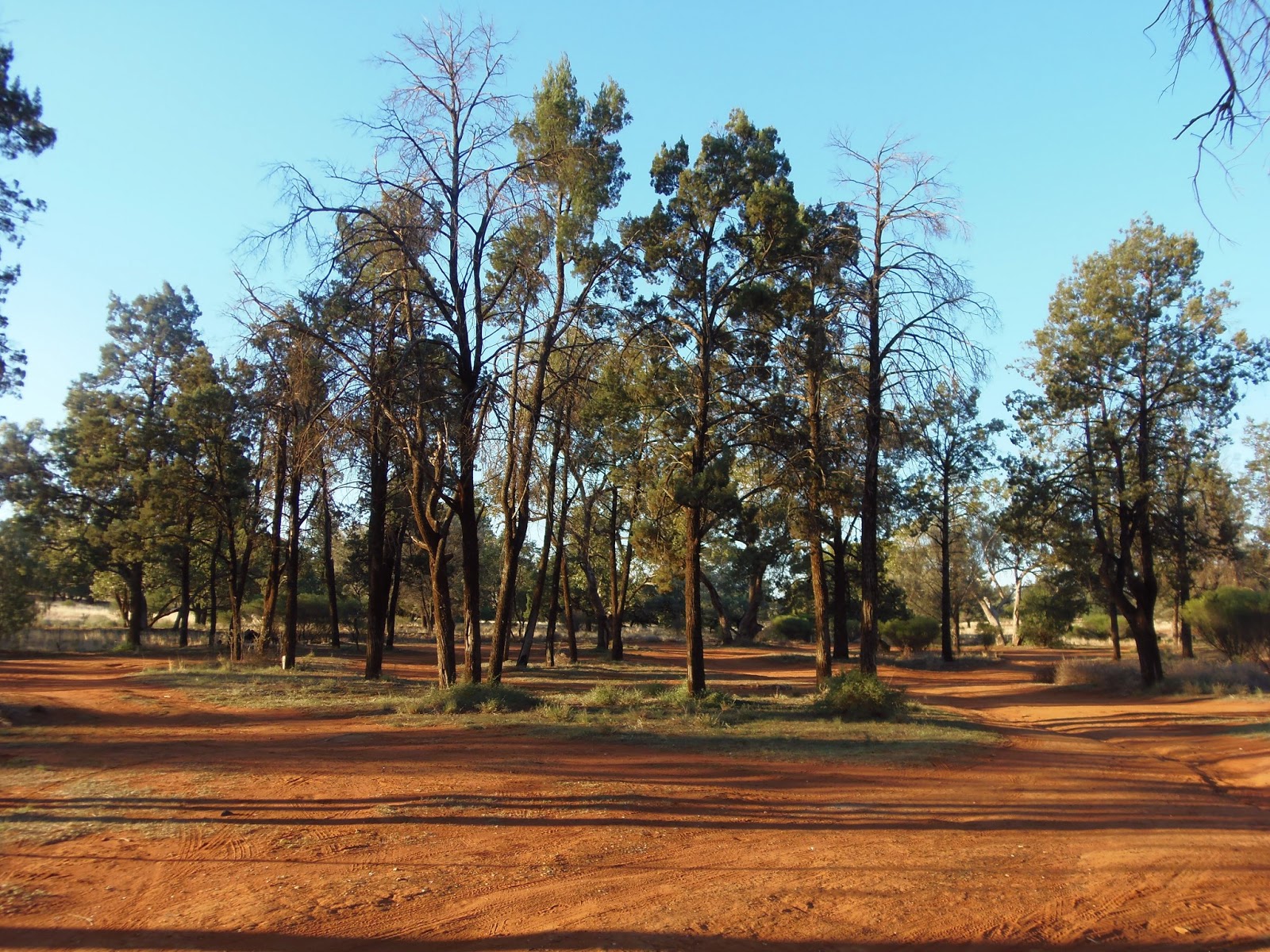 Solo Steve On The Road BROKEN HILL TO COBAR NSW