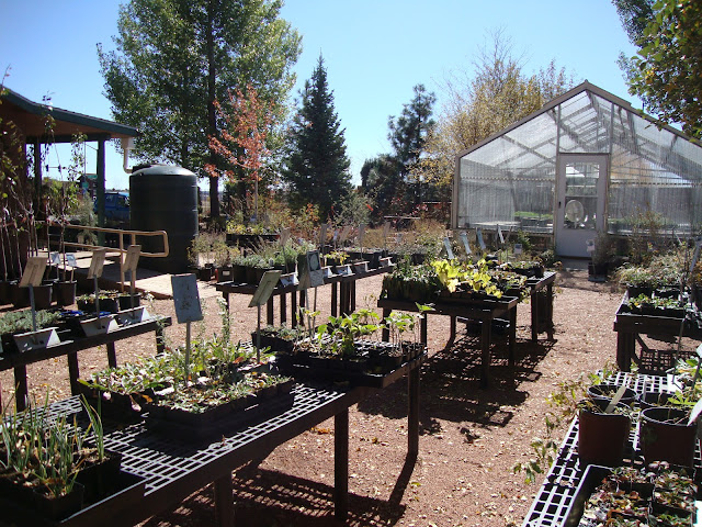 danger garden: Nurseries of Flagstaff and Prescott, Arizona