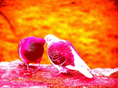 Cute Lovebirds