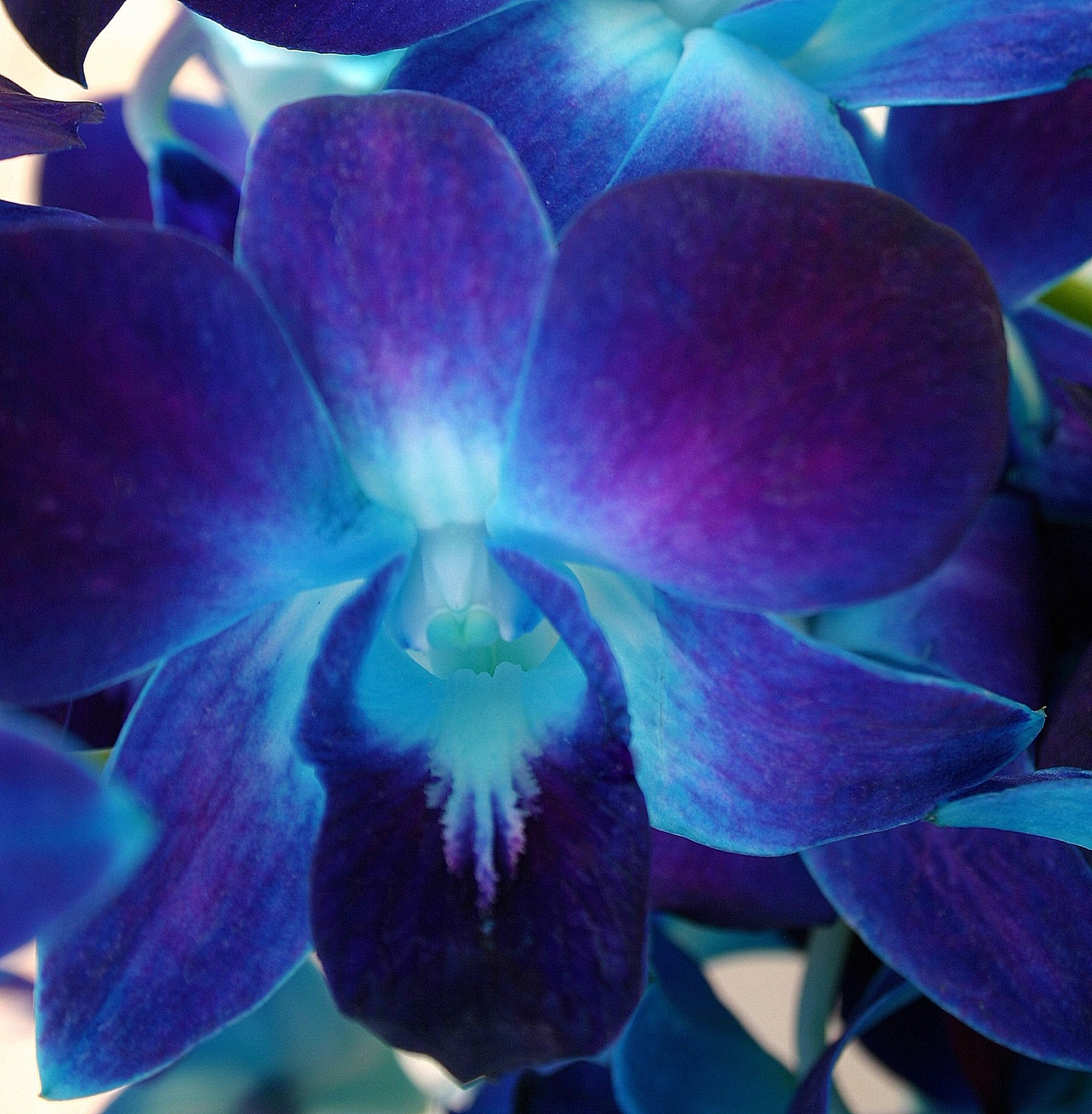 STEMDYED ORCHIDS A work of art made easy Sowing the Seeds