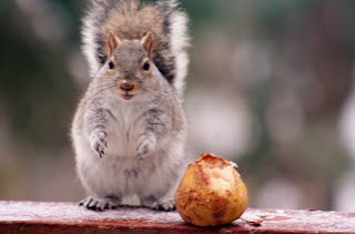 Getting Rid Of Squirrels