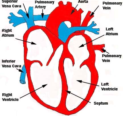 mypicsainmarin: heart diagram with labels