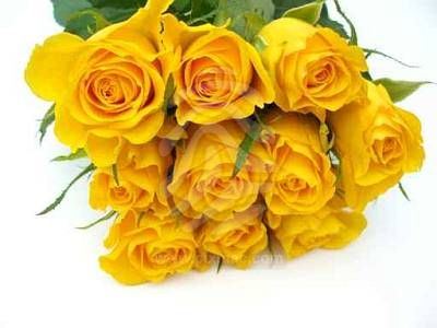 Yellow rose: happy valentine's day! Valentine's Day Roses ~ Valentine day
