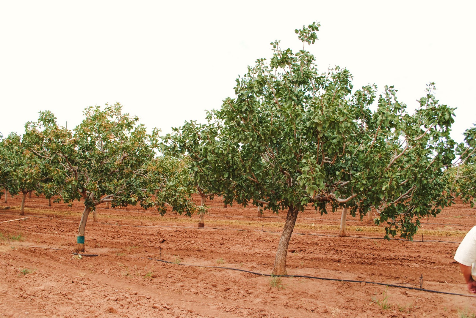 Lovin Our Life Eagle Ranch Pistachio's