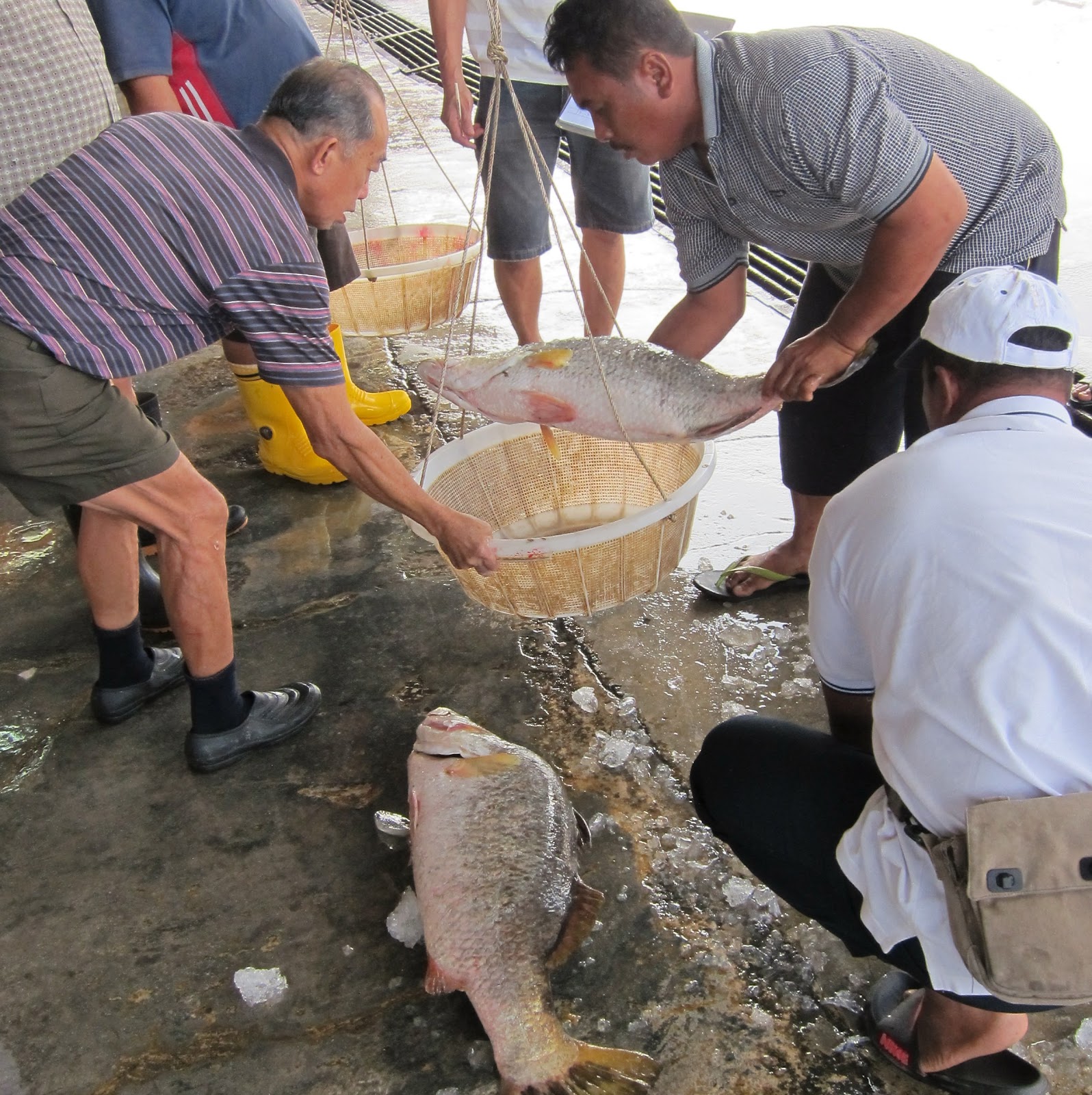 Pontian Wholesale Fish Market Johor Kaki Travels for Food