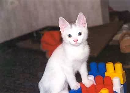 white kitten standing on large blocks