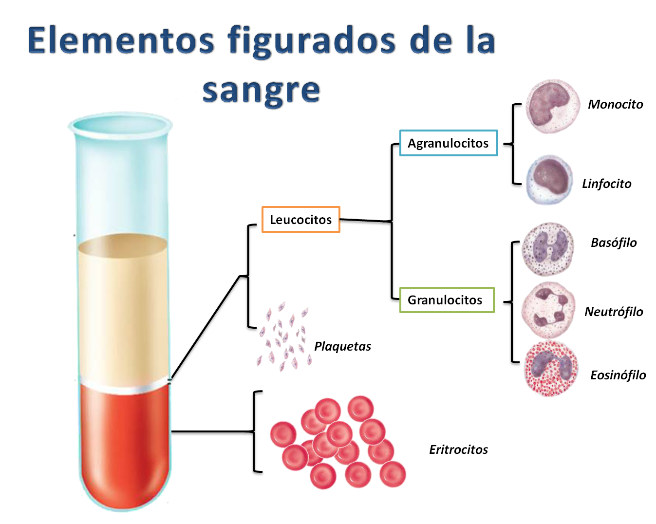Portafolio de evidencias de Fisiología Humana : Elementos formes de la
