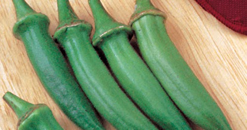okra seed germination