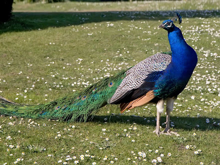 peacock @ Digaleri.com