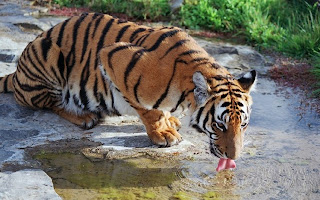 Tiger drinking water HD picture