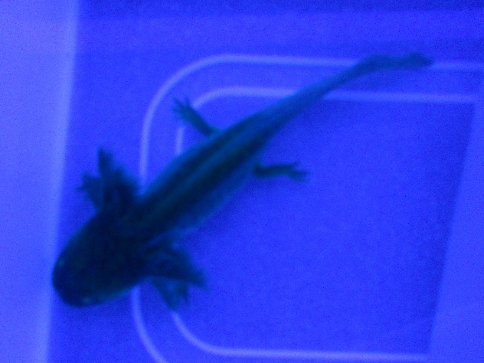 ISU Axolotls Glowing Under the Black Light