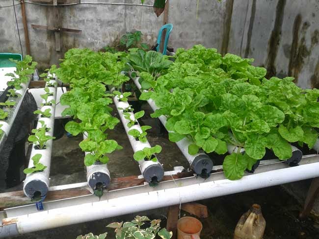 Sawi Keriting Hidroponik DFT - Deep Flow Technique Hidroponik