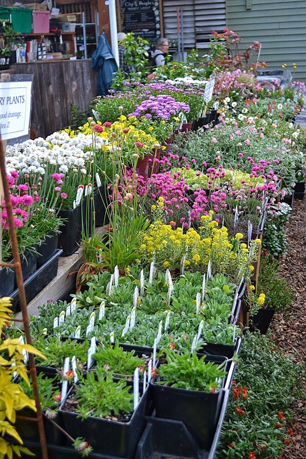 746 Best Garden Shrubs Images In 2020 Shrubs Garden Plants