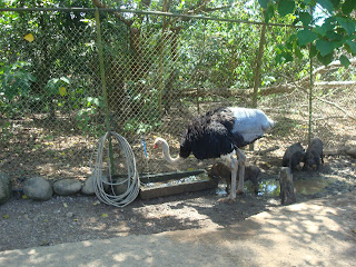 ostrich and baby wild boars ostrich and baby wild boars in savannah