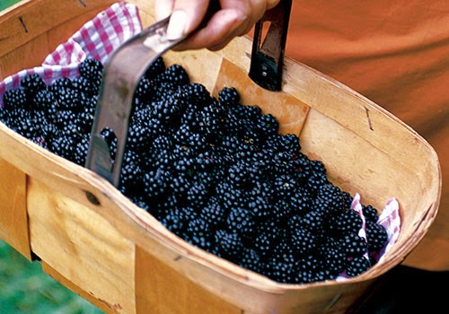 top 28 what can i make with blackberries july 2012 mark s garden blog wild blackberries top 28 what can i make with blackberries july 2012 mark s garden blog wild blackberries