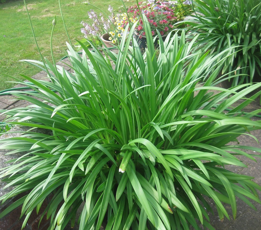 Roger Brook The No Dig Gardener Propagating And Growing Agapanthus
