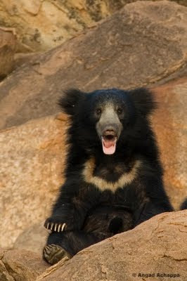 sloth bear at daroji bear sanctuary