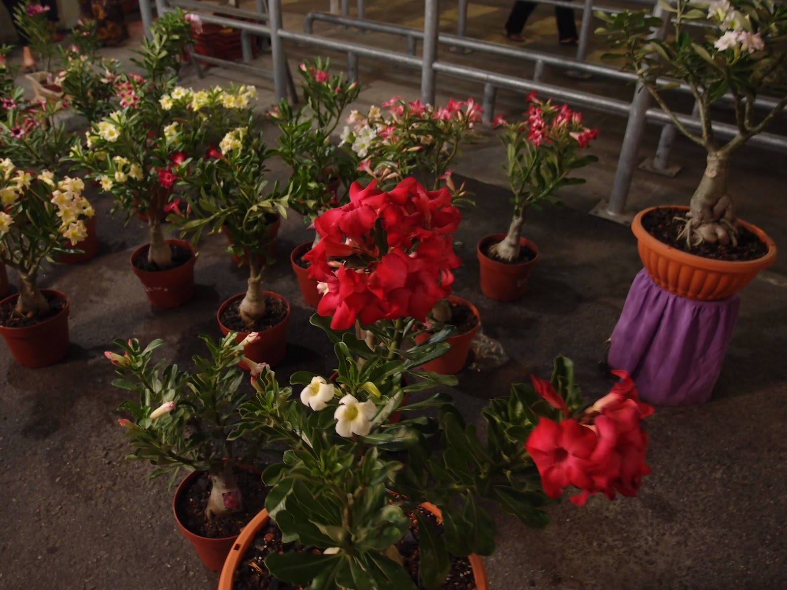 Xing Fu DIFFERENT TYPES OF PROSPERITY FLOWERS