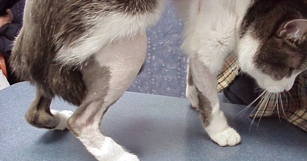 Exclusively Cats Veterinary Hospital Blog Feline Allergies Why is my